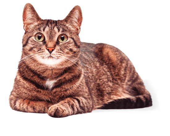 Hop! gato adulto