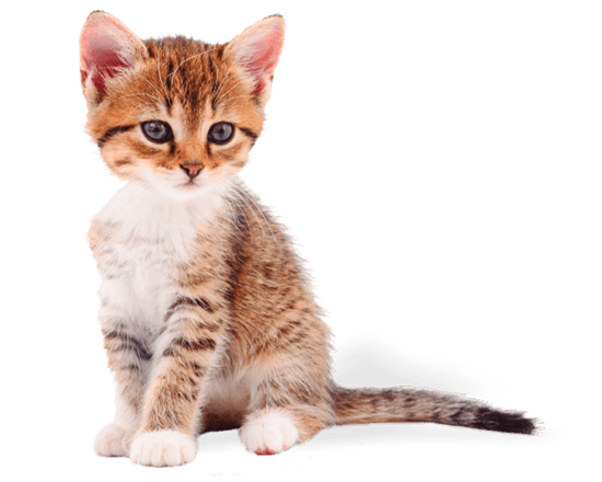 Hop! gato cachorro