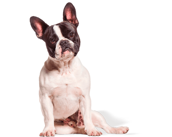 Hop perro adulto pequeño