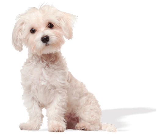 Hop perro cachorro pequeño