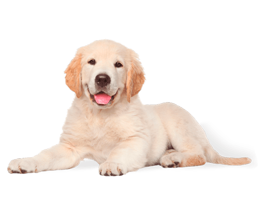 Hop! perro cachorro raza grande