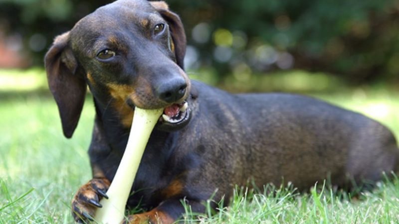 Juguetes caninos