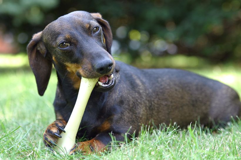 Juguetes caninos