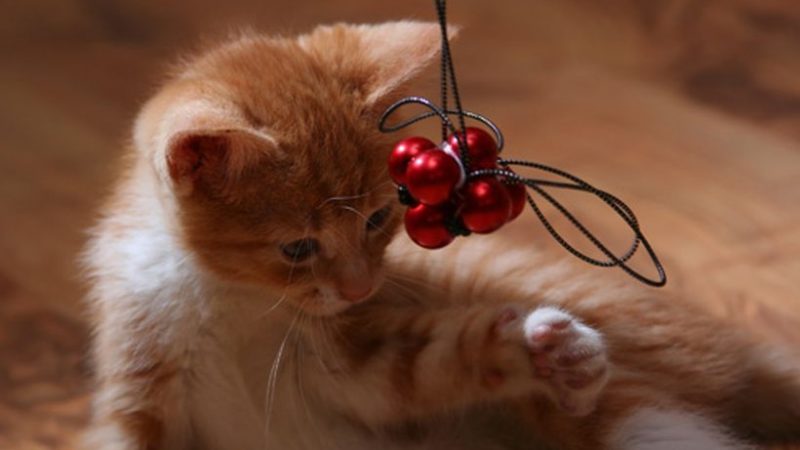Juguetes caseros para gatos