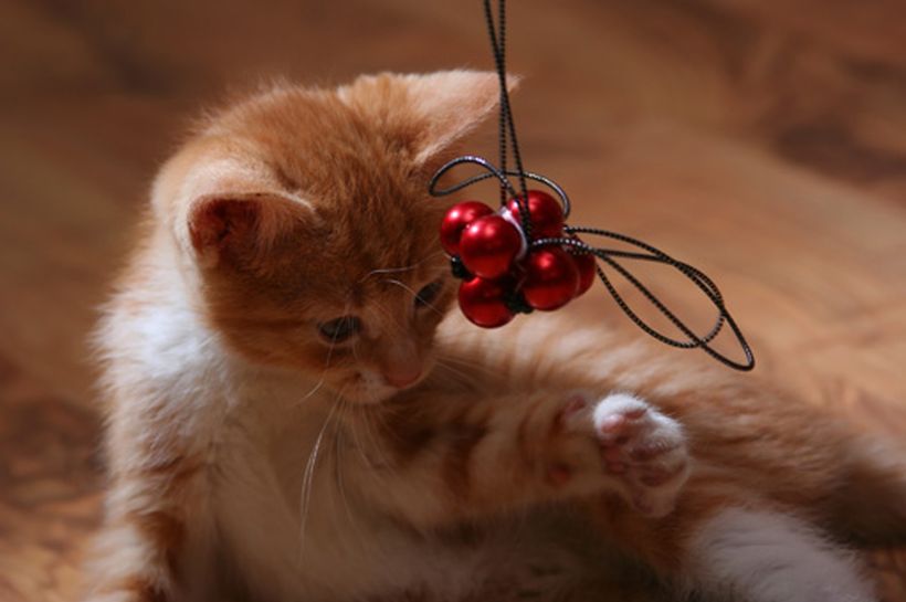 Juguetes caseros para gatos