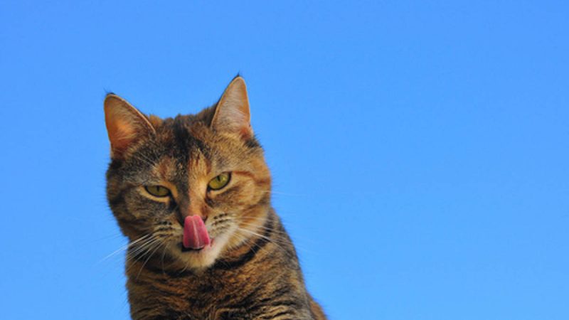 La función de los antioxidantes en perros y gatos