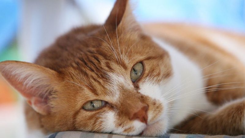 La madurez de nuestros gatos