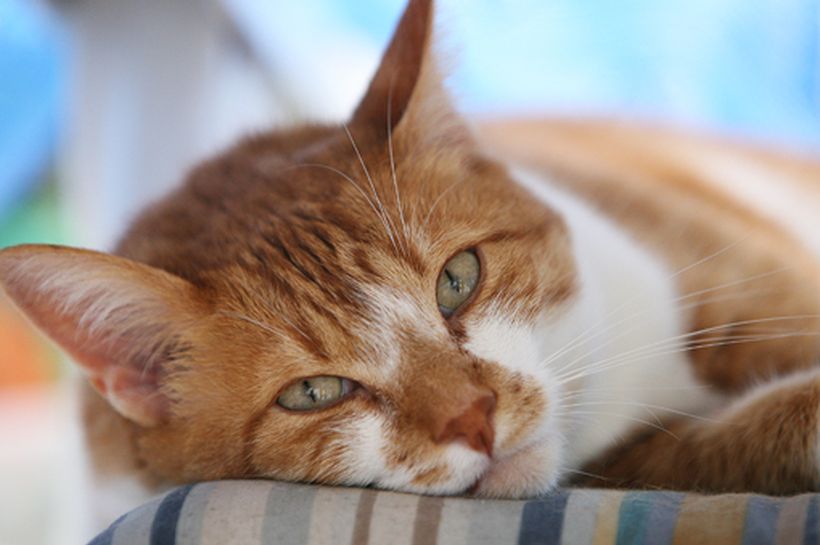 La madurez de nuestros gatos