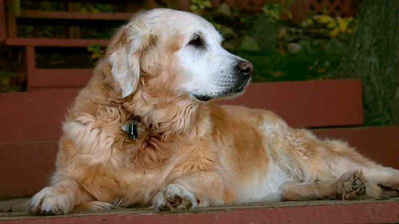 La madurez de nuestros perros