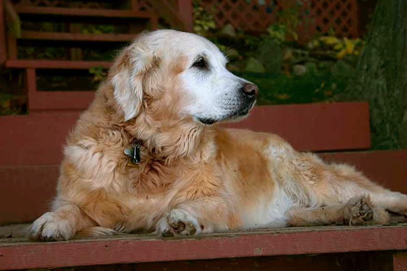 La madurez de nuestros perros