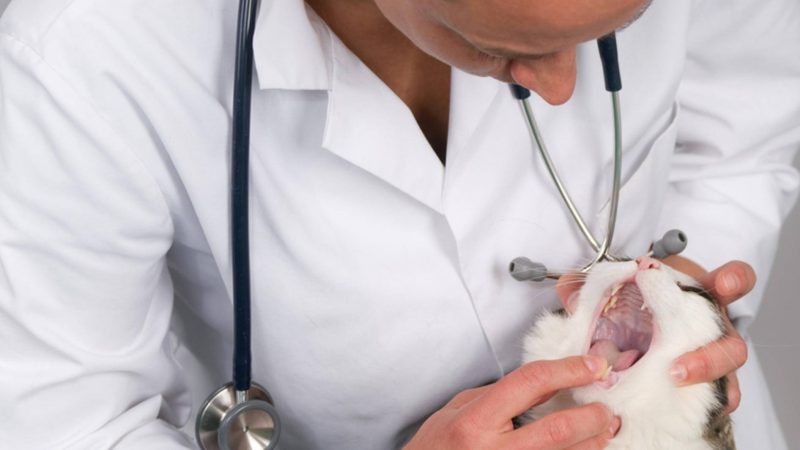 La salud dental de tu gato