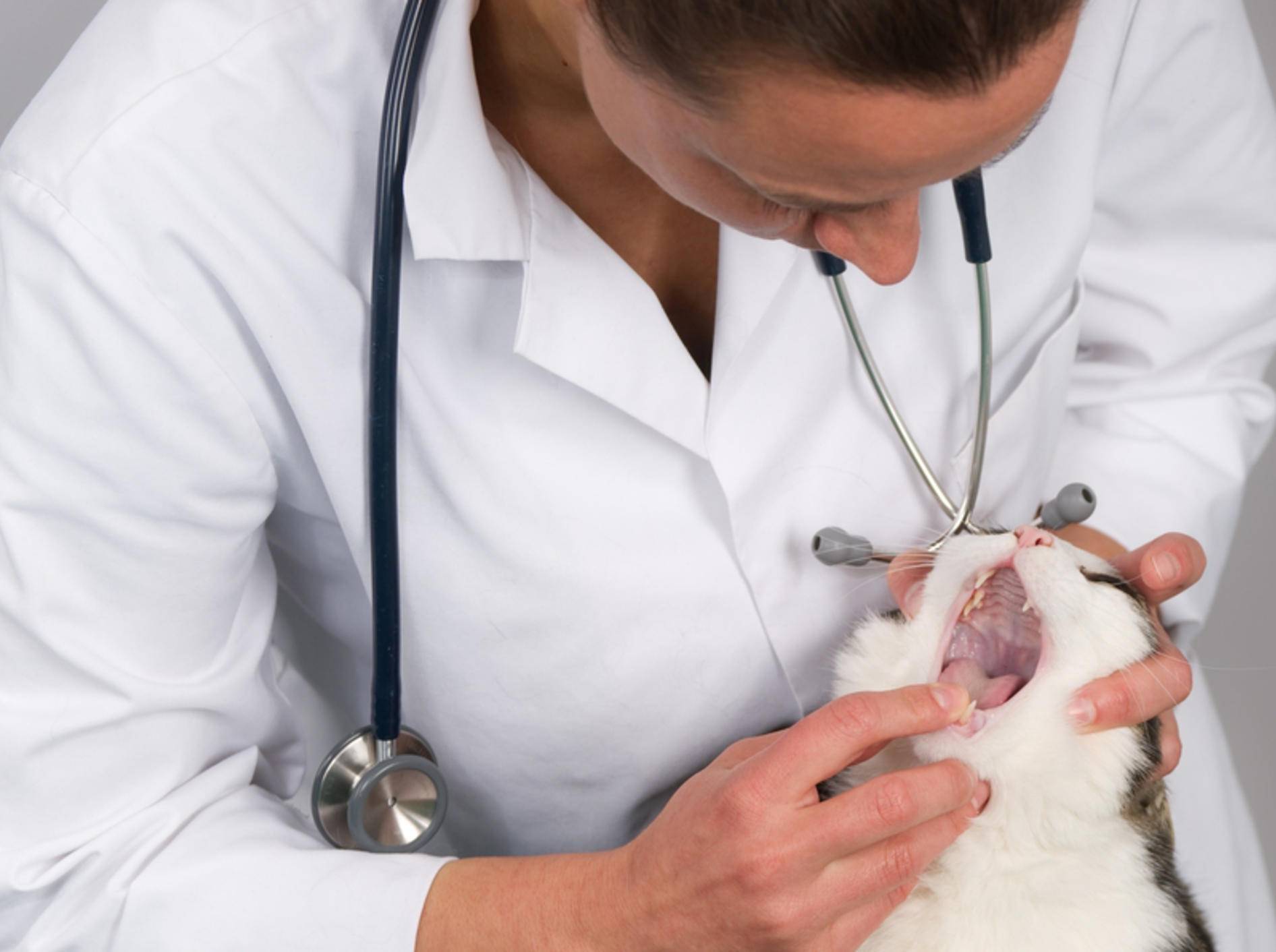 La salud dental de tu gato