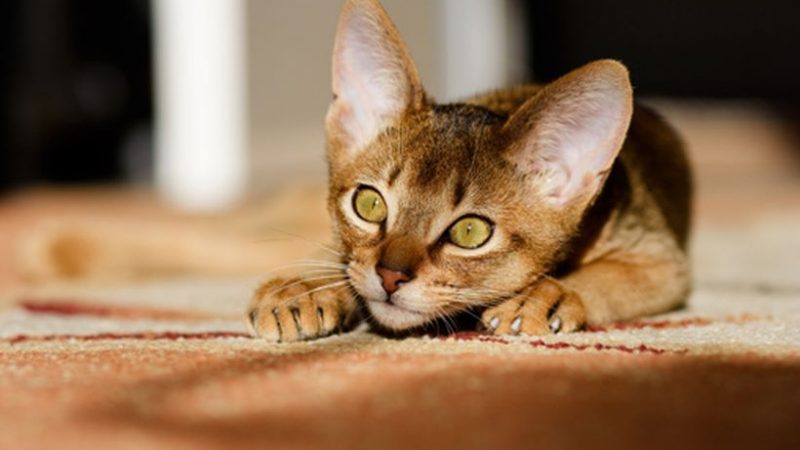 Las preferencias de los gatos a la hora de comer