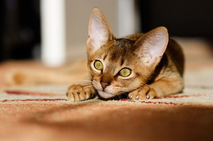 Las preferencias de los gatos a la hora de comer