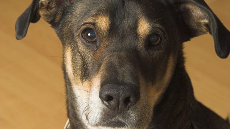Los cinco sentidos de los perros