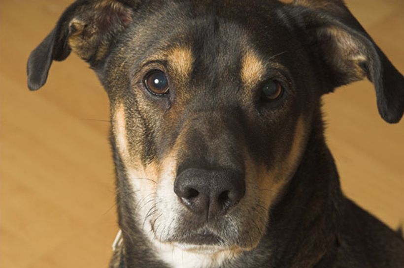 Los cinco sentidos de los perros