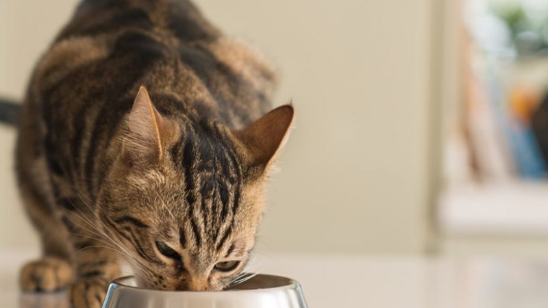 Los requerimientos energéticos de tu gato