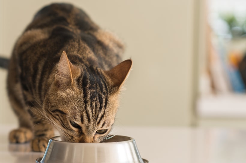 Los requerimientos energéticos de tu gato