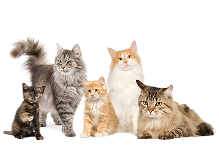 Vitalcan - Nuestras marcas para gatos
