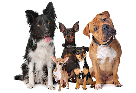 Vitalcan - Nuestras marcas para perros