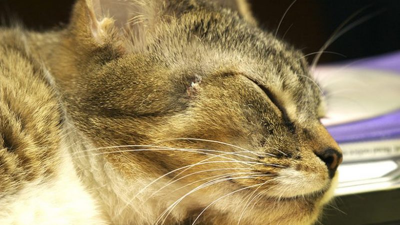 micosis de piel de gatos