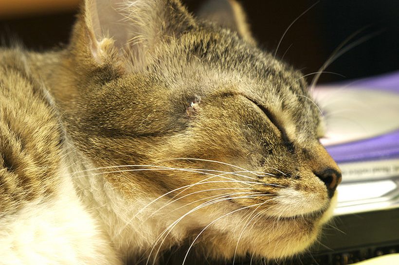 micosis de piel de gatos