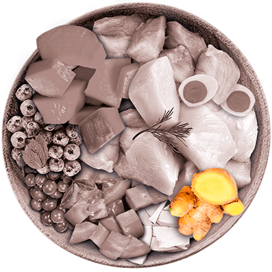 Nutrique - Bowl Gato Ingredientes Jengibre