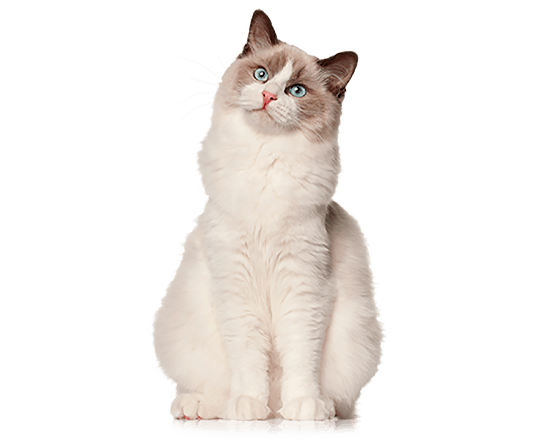 Nutrique healthy cat