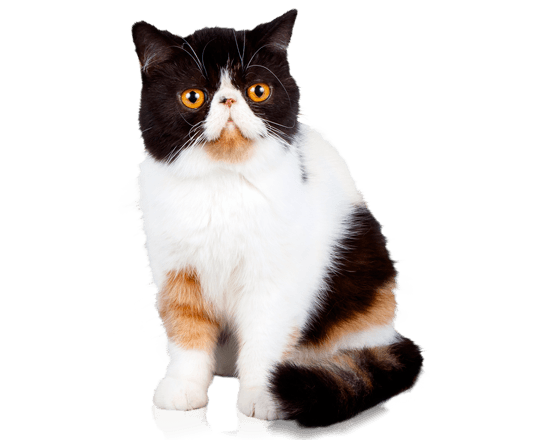 Nutrique urinary cat