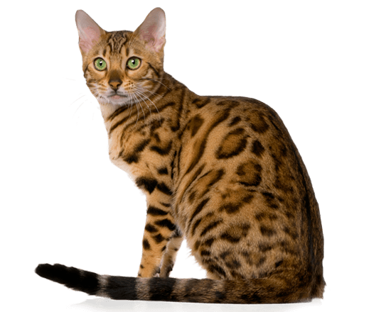 Nutrique cat young