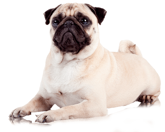 Nutrique dog healthy weight