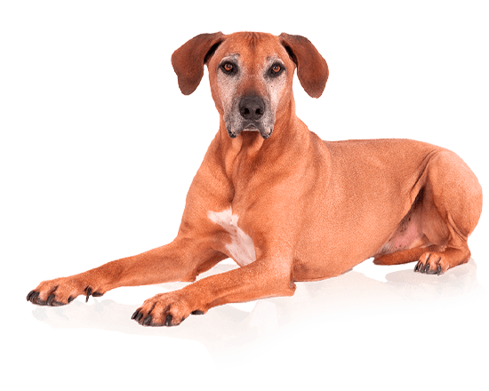 Nutrique dog large adult