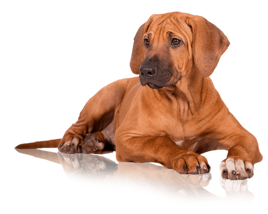 Nutrique dog large puppy