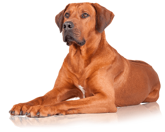 Nutrique dog large young