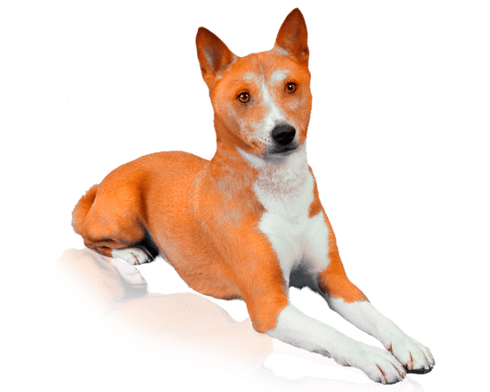Nutrique dog medium adult