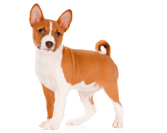 Nutrique dog medium puppy