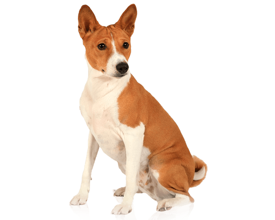 Nutrique dog medium young