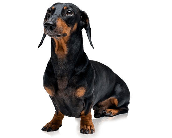 Nutrique dog toy young