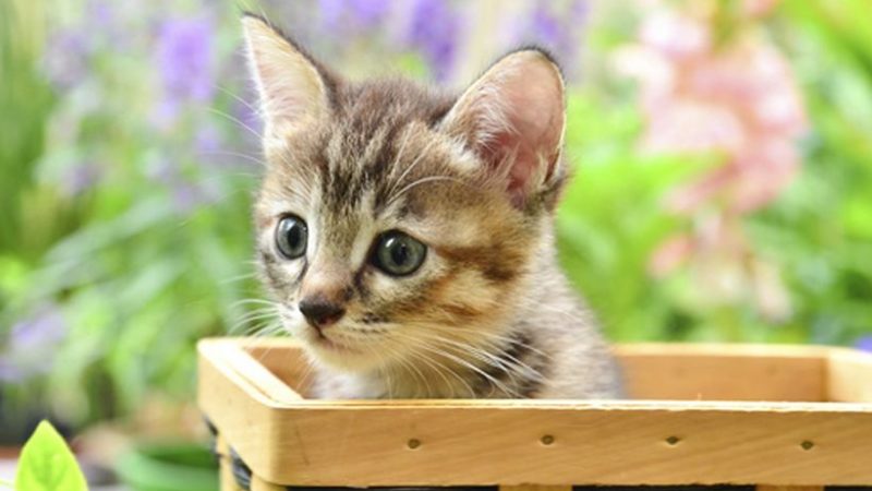 Panleucopenia felina