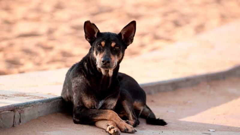 ¿Pensaste en adoptar?