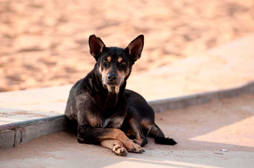 ¿Pensaste en adoptar?