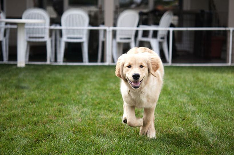 Perros hiperactivos, ¿qué hacer?