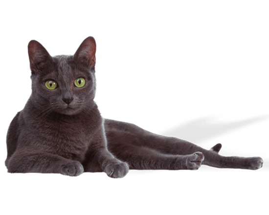 Premium gato adulto