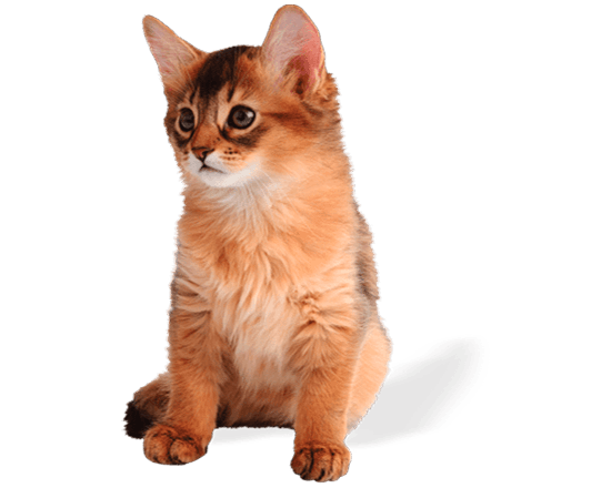 Premium gato cachorro