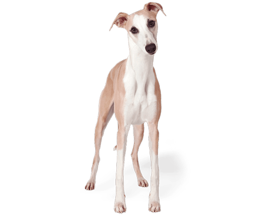 Premium perro adulto