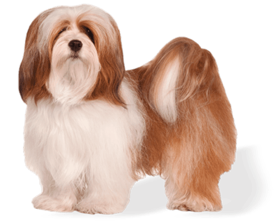 Premium perro adulto raza pequeña