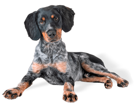 Premium perro cachorro