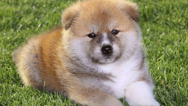 Raza por raza: Akita
