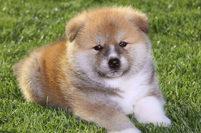 Raza por raza: Akita
