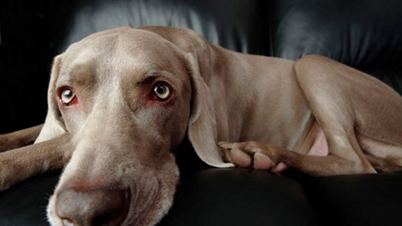 Raza por raza: Weimaraner